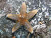 starfish1.jpg (81640 bytes)