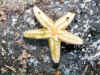 starfish2.jpg (81782 bytes)